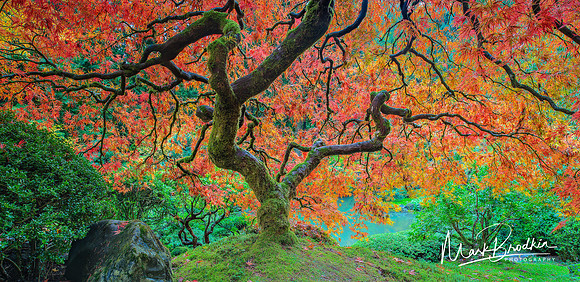 Natures_Paintbrush_Slide (1 of 1)
