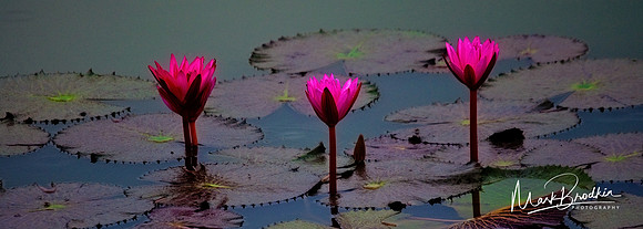 Lillies
