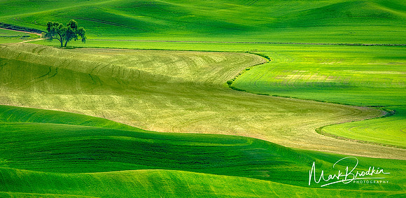 Palouse_Lone_Tree8_Web