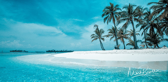 Palm_Tree_Beach_Web