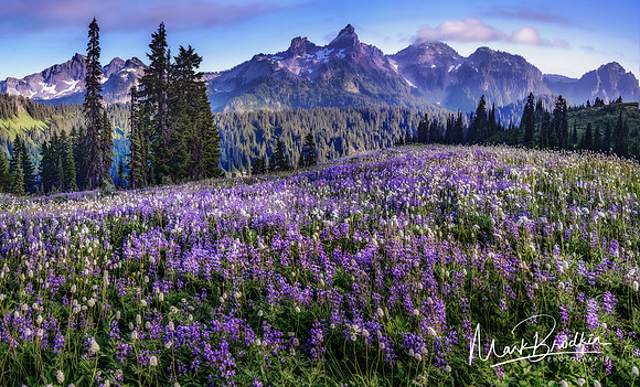 Violet Carpet