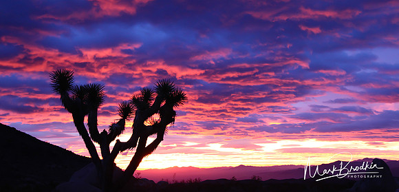 Purple Sky Joshua Tree