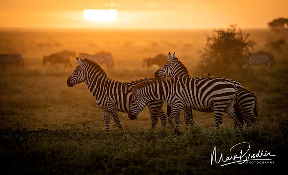 Sunset in the Serengeti