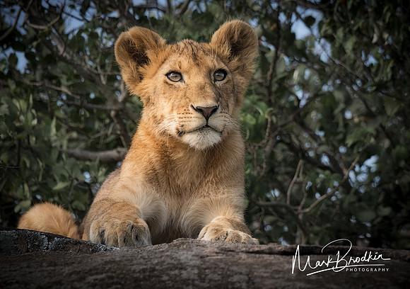 On the Lookout