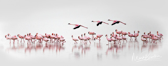Flight of the Flamingos