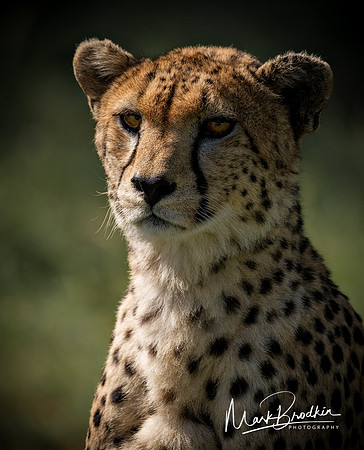 Wild Eyes