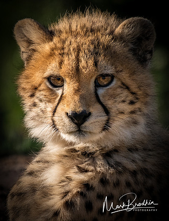 Baby Cheetah