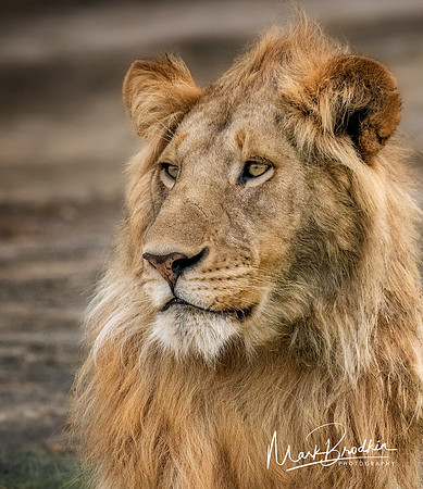 The King