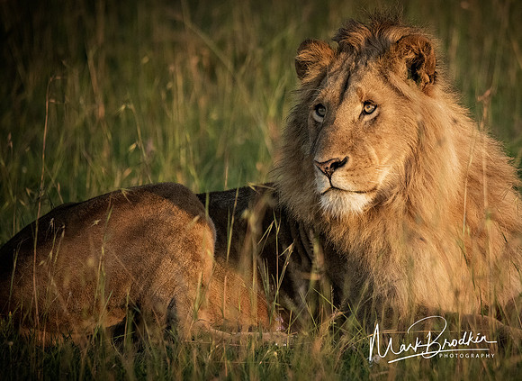 Big Cat