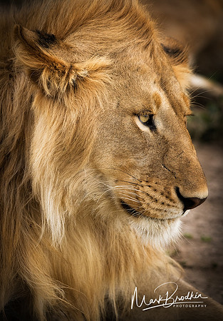 Portrait of a Royal