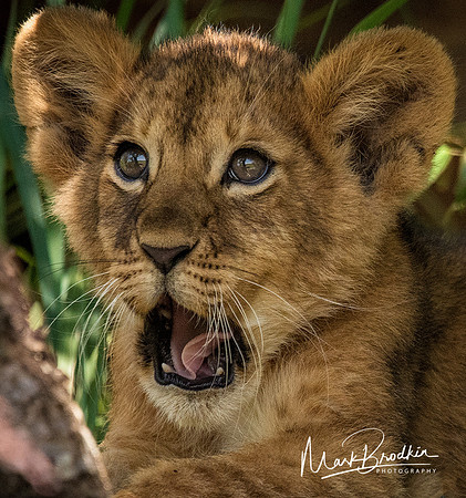 Lion Cub