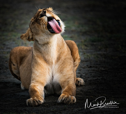 Yawn