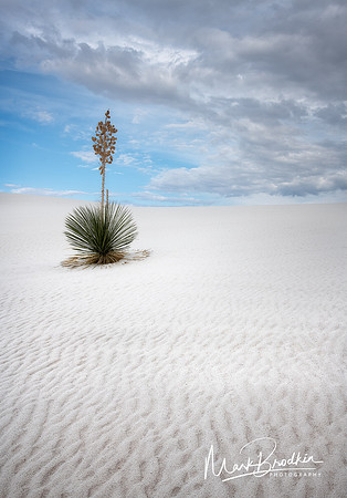 Flower on the Dune