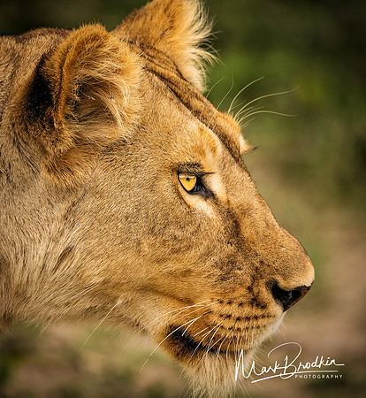 Looking for Dinner