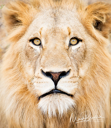 His Majesty