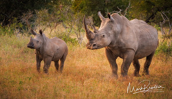 Rhinos in First Light