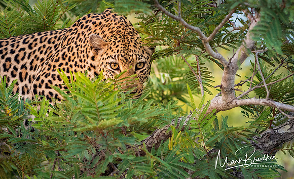 Ready to Pounce