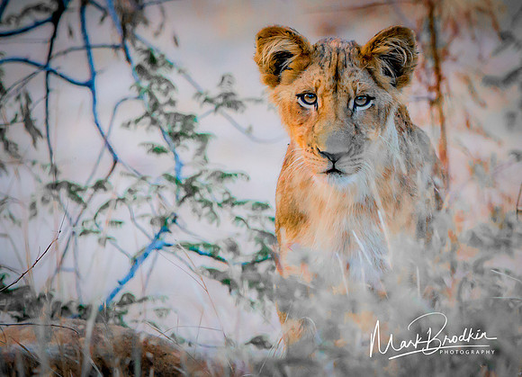 Lion Cub