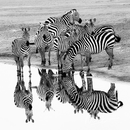 Stripes