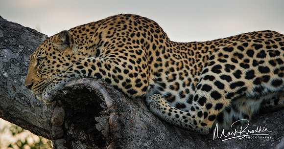 Leopard Tree