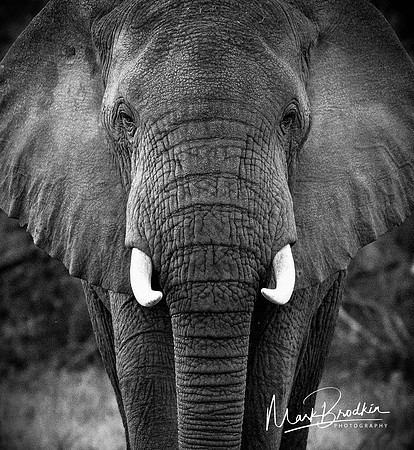 Gentle Giant